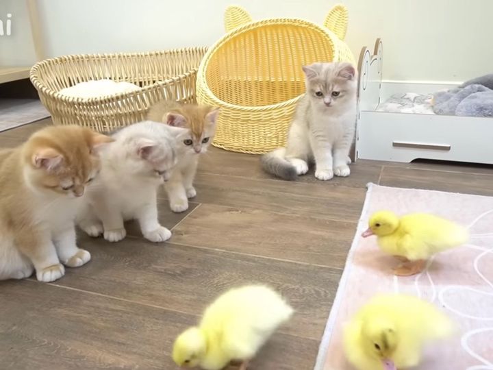 あれ…戸惑ってる…？