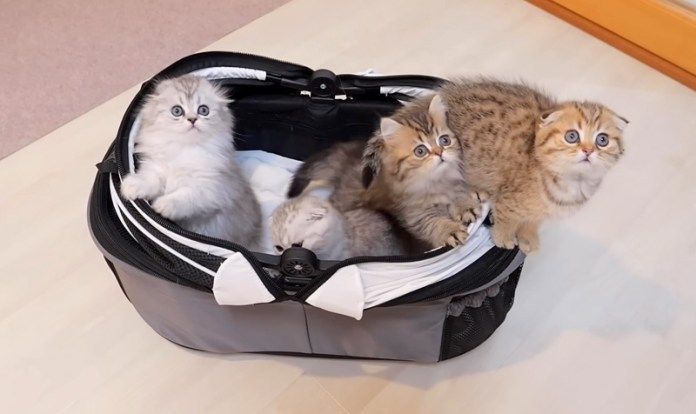 キャリーに入る子猫達