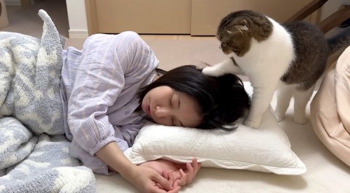 ママを起こそうとする猫