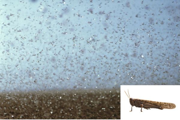 大発生したバッタが空を飛んで広範囲の植物を食べつくす