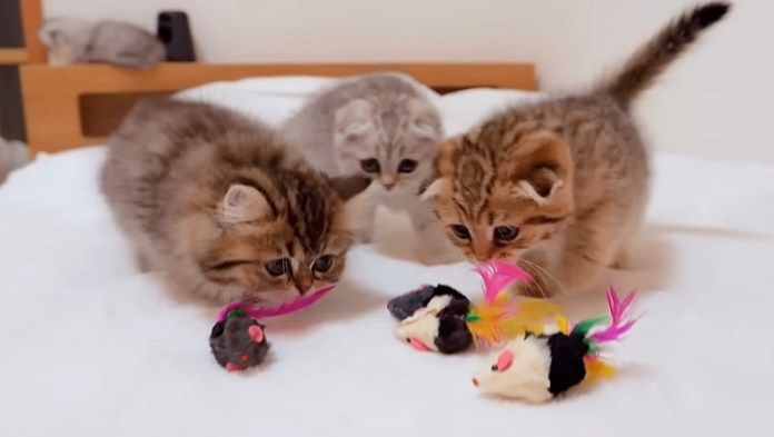オモチャで遊ぶ子猫達