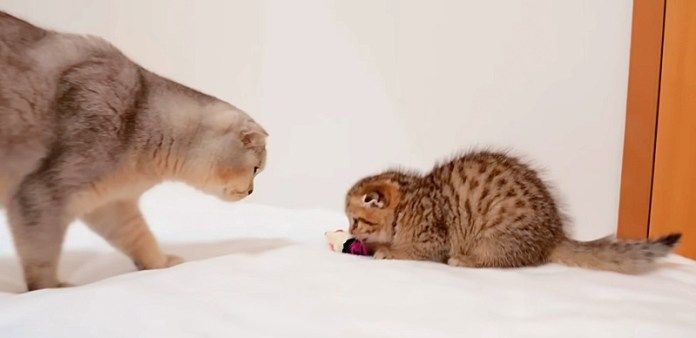 オモチャに夢中の子猫