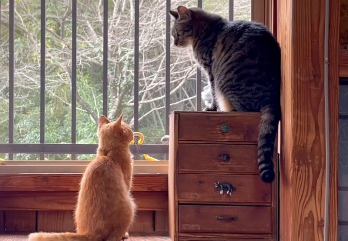 保護猫と先住猫