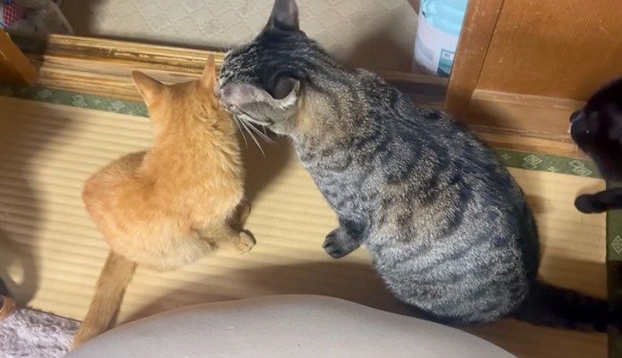 保護猫に優しく接する先住猫