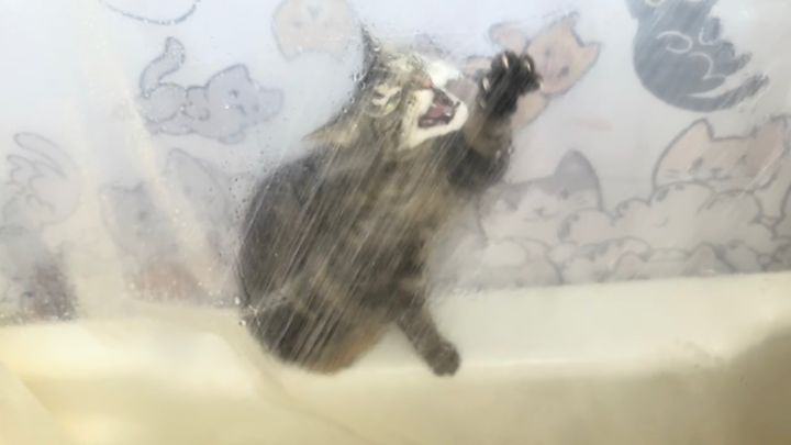 シャワーカーテン越しに戦うキジトラ猫、その場にいる宿命に抗う