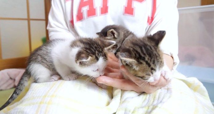 指吸いする子猫達