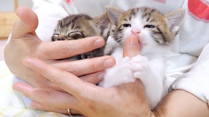 指吸いする子猫達