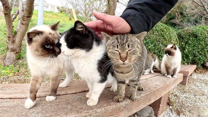 撫でられる猫達