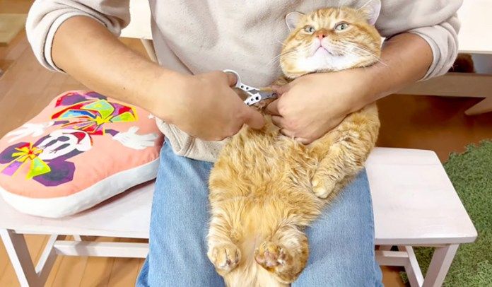 爪を切られる猫