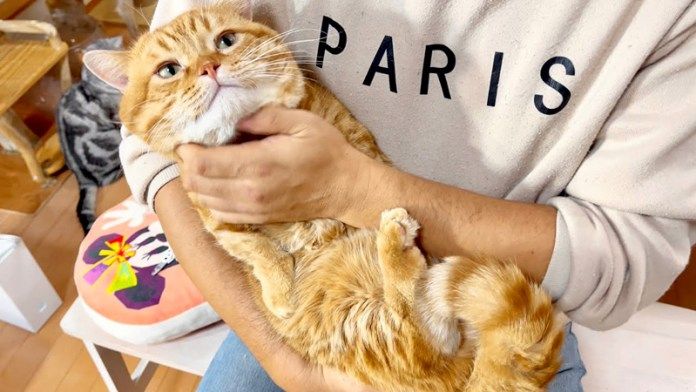 抱っこされる猫