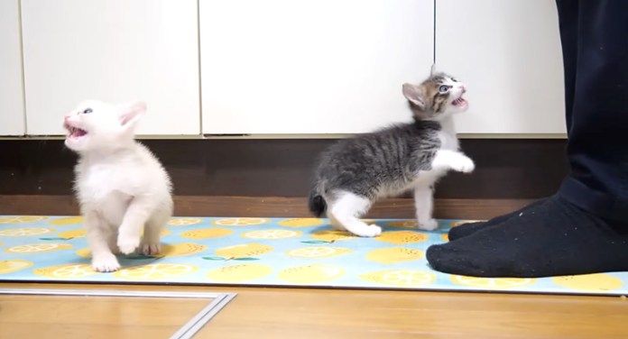 ご飯が食べたい子猫達