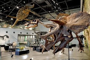 ベネックス恐竜博物館の館内