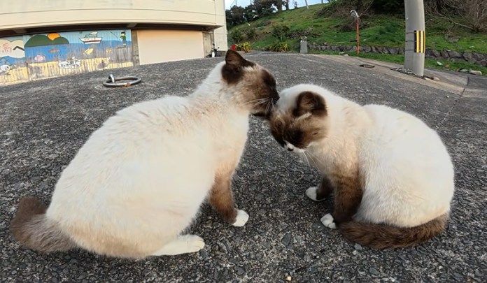 ラブラブな猫達