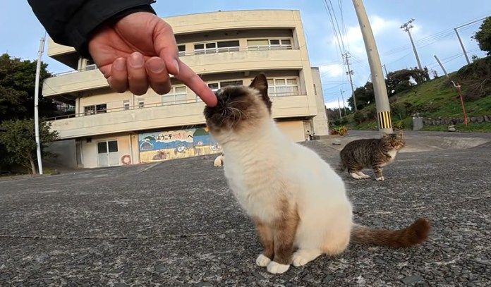 挨拶する猫