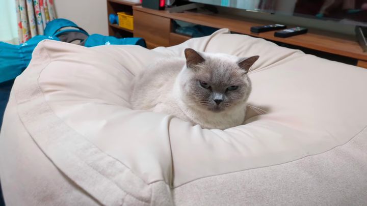 クッションにチョコンと沈んで座る猫、なじみすぎて完全同化