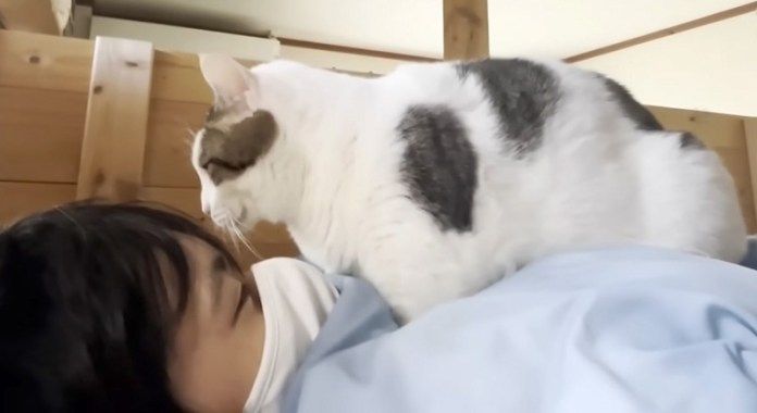 お兄ちゃんのことが大好きな猫