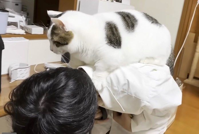 背中に乗る猫