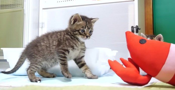 エビに挑む子猫