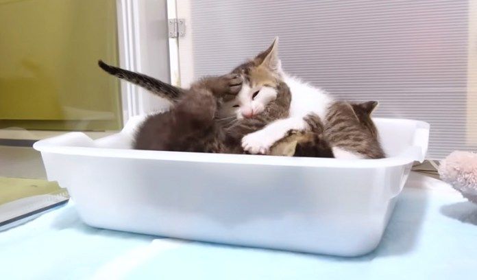 トイレの中ではしゃぐ子猫達
