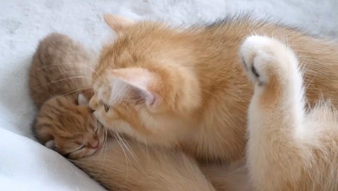 子猫を毛づくろいする姉猫