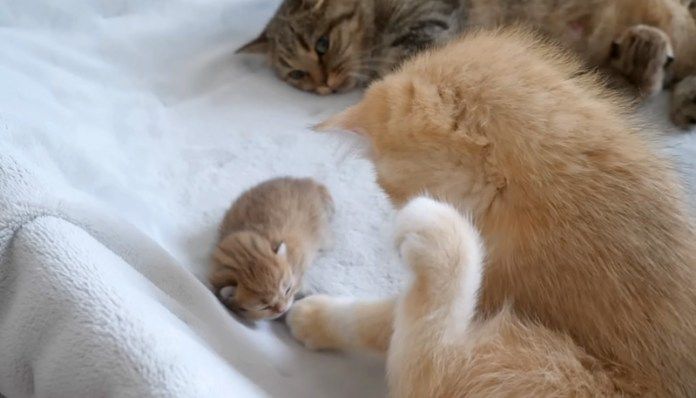 子猫をナデナデする姉猫