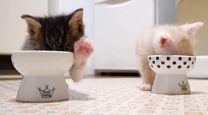 ご飯を食べる子猫達