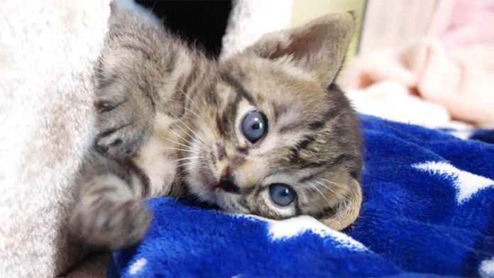 冬眠から目覚めた子猫