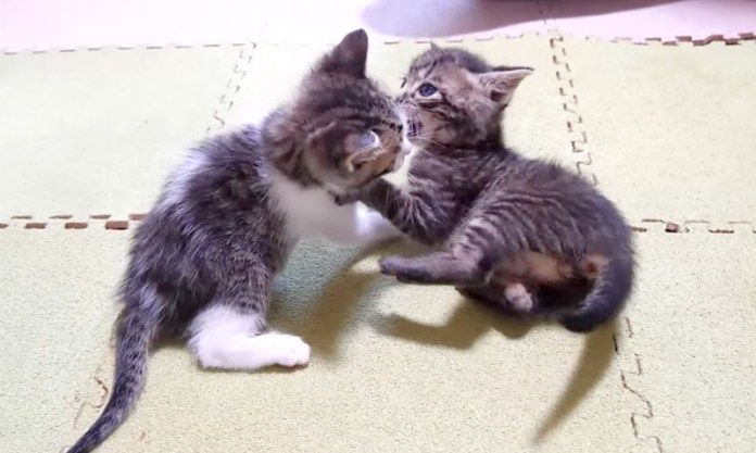 大はしゃぎする子猫達