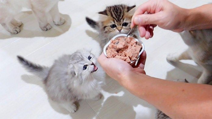 ご飯が待ちきれない子猫達