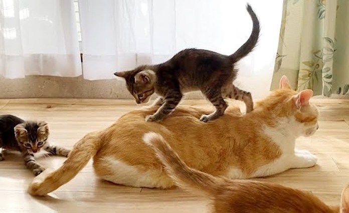 先住猫の上に乗る子猫