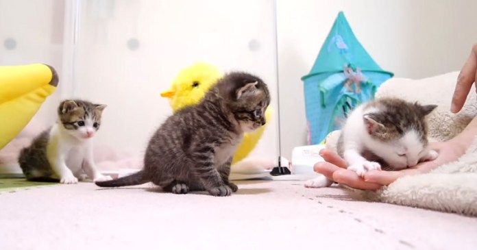 指吸いがしたい子猫達