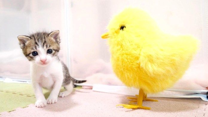 子猫と大きなヒヨコ