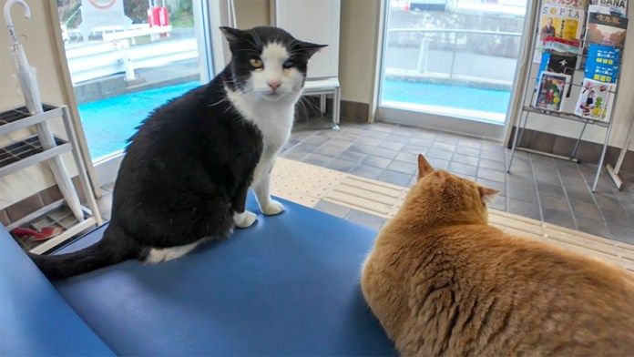 フェリー乗り場の待合室の猫達