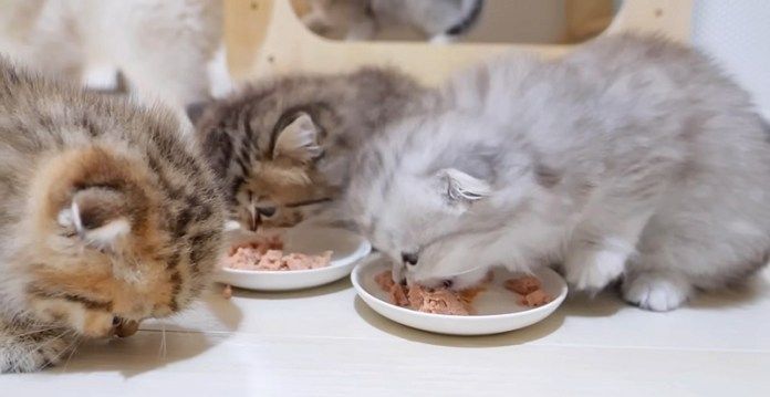 ご飯を食べる子猫達