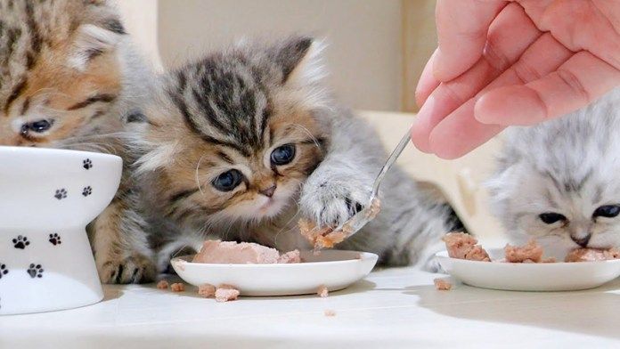 ご飯を守る子猫