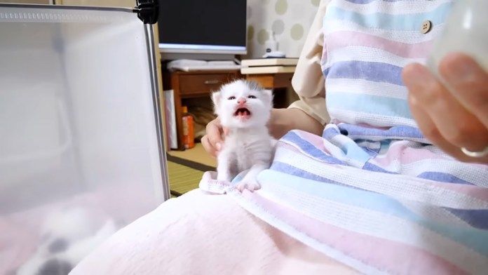 ぴゃーと鳴く子猫