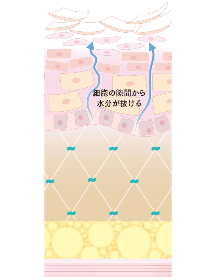 乾燥肌におすすめのスキンケアアイテム42選！化粧水、クリーム、クレンジングetc._4