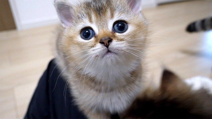 撫でて欲しい子猫