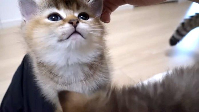 撫でてもらった子猫