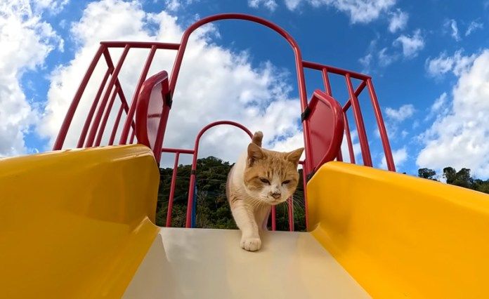 滑り台を滑る猫