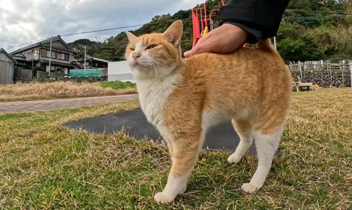 撫でられる猫