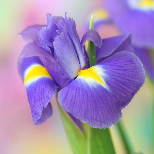 5月生まれのシンボルフラワー 菖蒲