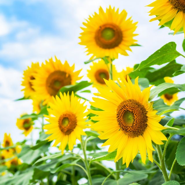 8月のシンボルフラワー 向日葵