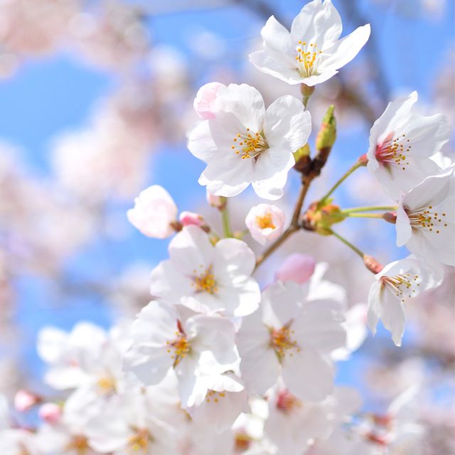 3月生まれのシンボルフラワー 桜