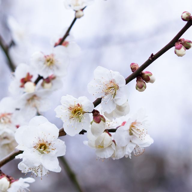 2月のシンボルフラワー 梅