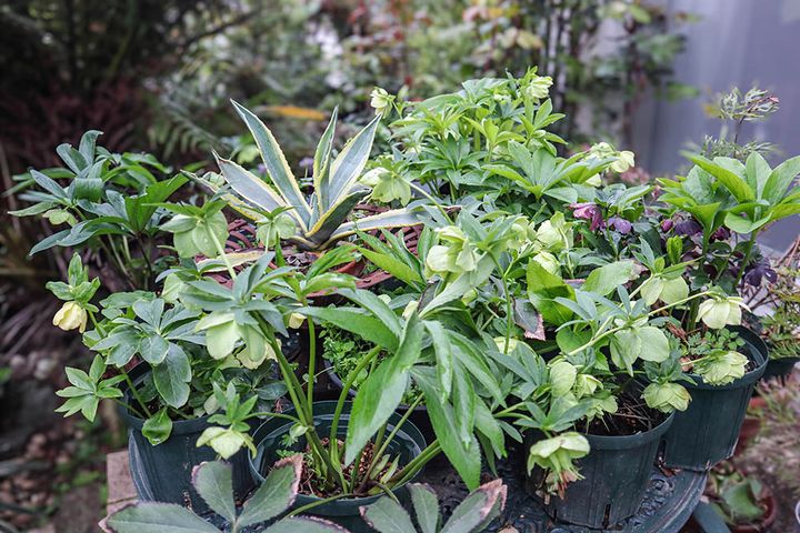 クリスマスローズ