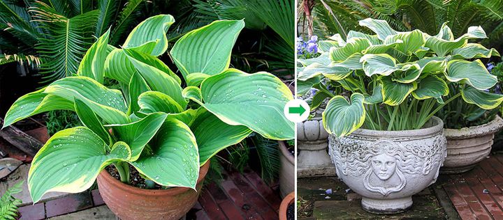 ホスタ‘寒河江’