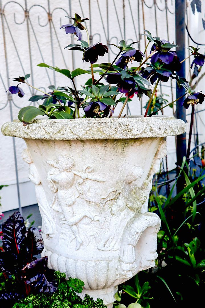 クリスマスローズ