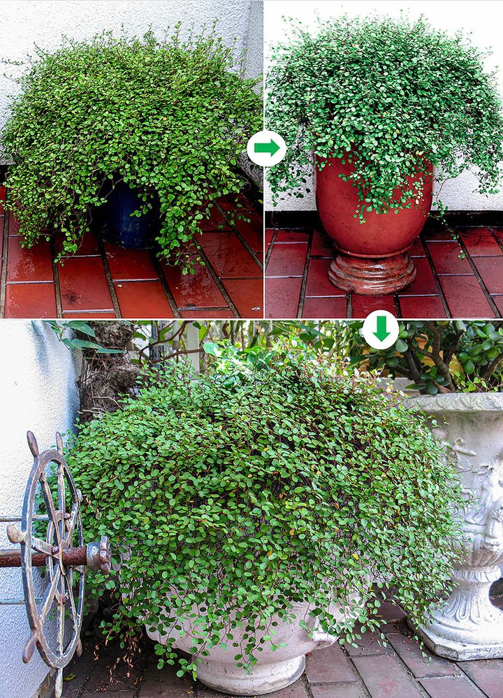 ワイヤープランツ