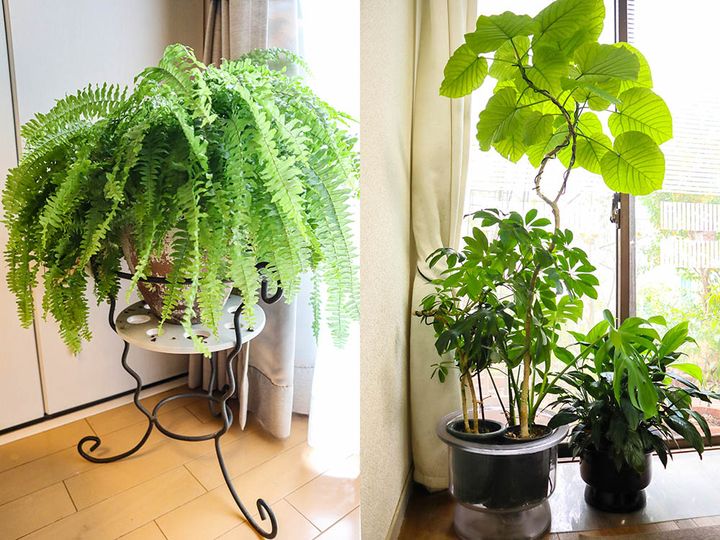 ガラスの容器の鉢カバー